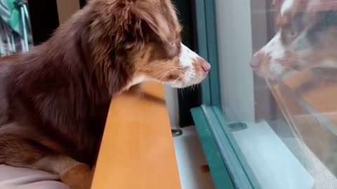 My dog knows English