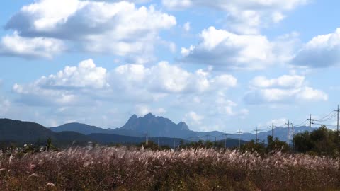 silver grass field whit amazing back ground