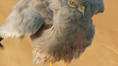 Sparrow