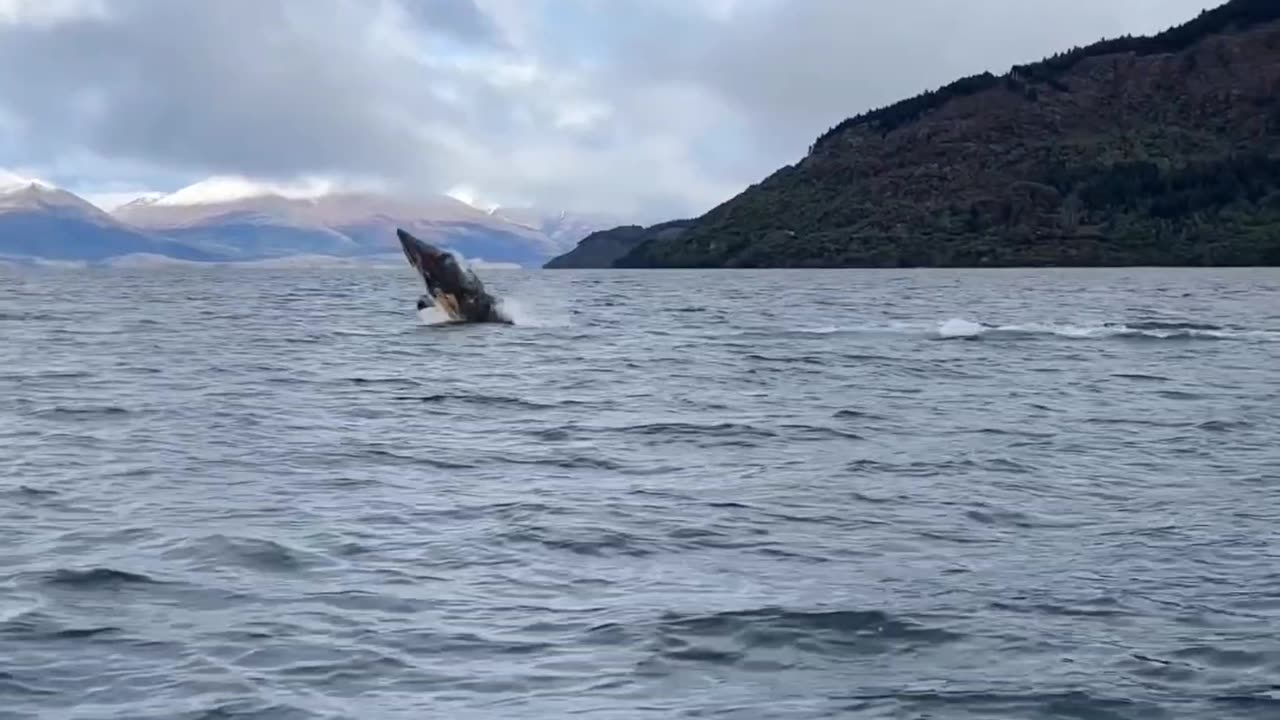 This shark float in water like mehancial engine