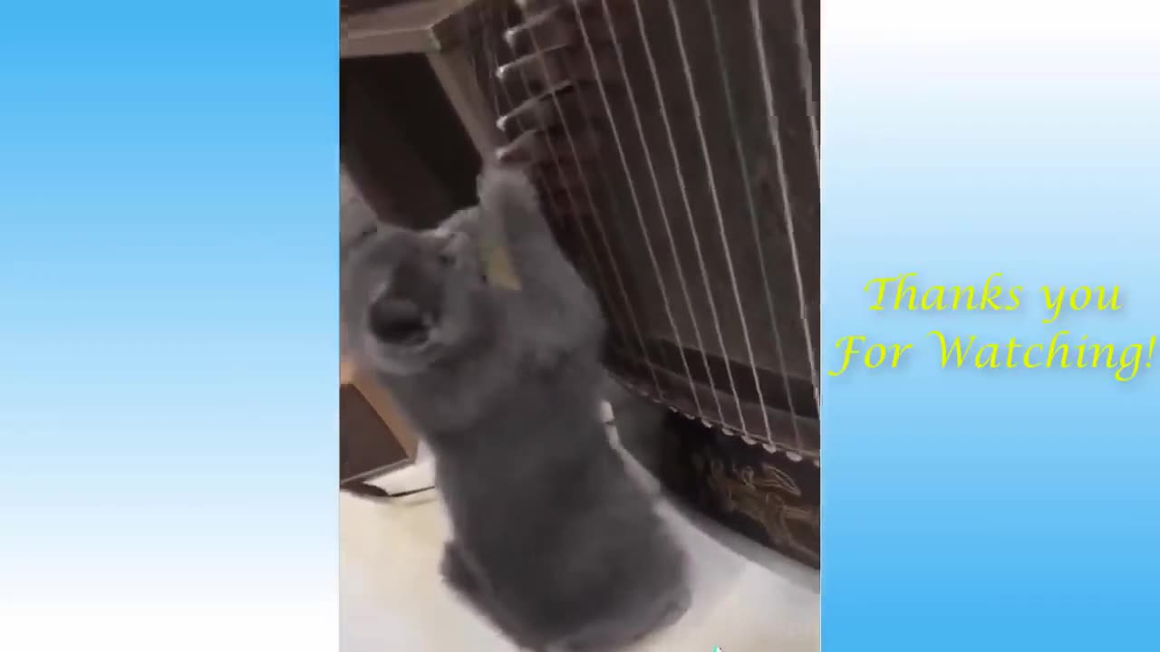 Animais Engraçados - Funny animals video #3