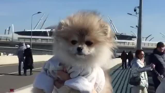 And again we walk with Gugusha. Pomeranian.