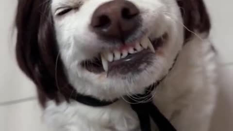 Funny dog smiling