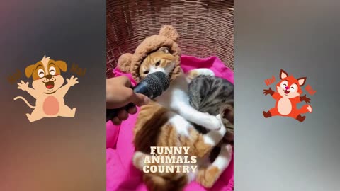 Funny Animal Videos 2023