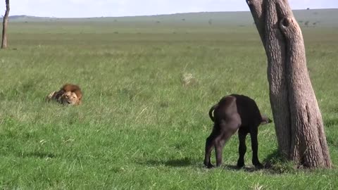 Male Lion Kills Baby Buffalo