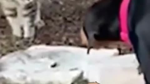 Cat dog amazing funny fight😂 ( Part-1 )