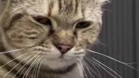 Cute cat, funny cat