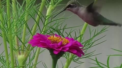 Kissing flowers, nature is a show