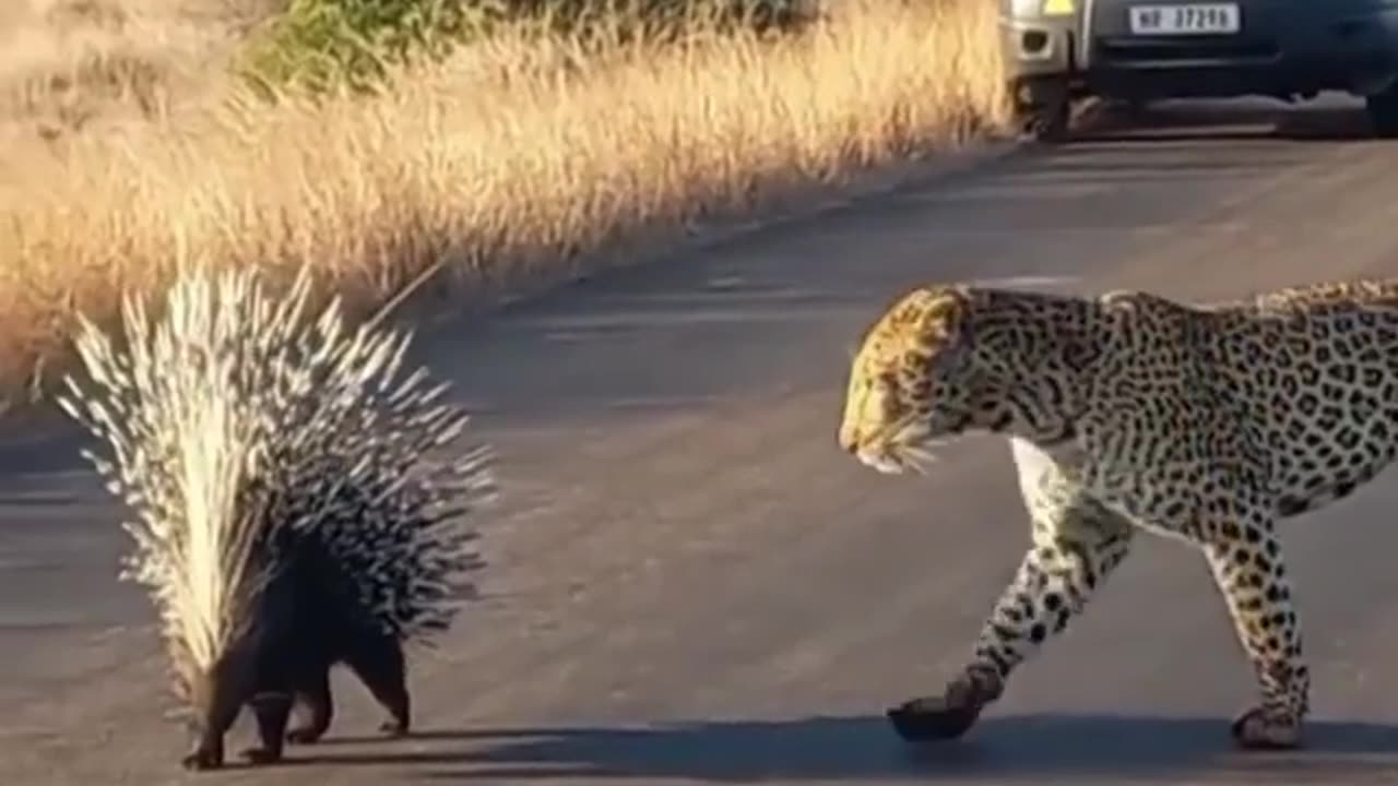 A curious cheetah?