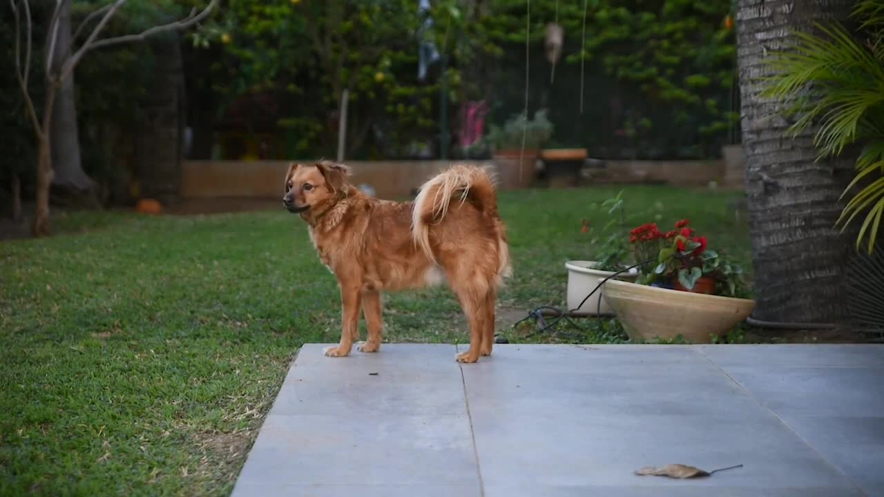 Cute dogs||honest cute baby||