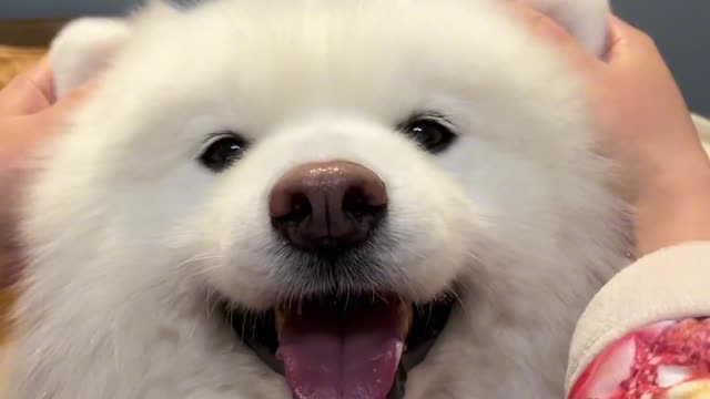 I'll give you the cutest ears to play with