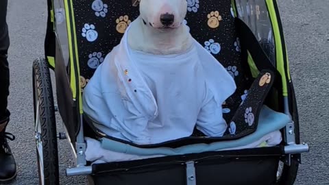 Puppy Pope Takes a Ride in the Pup-Mobile