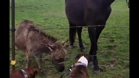 Donkey Laughs As Dog Gets Zapped By Electric Fence 🤣