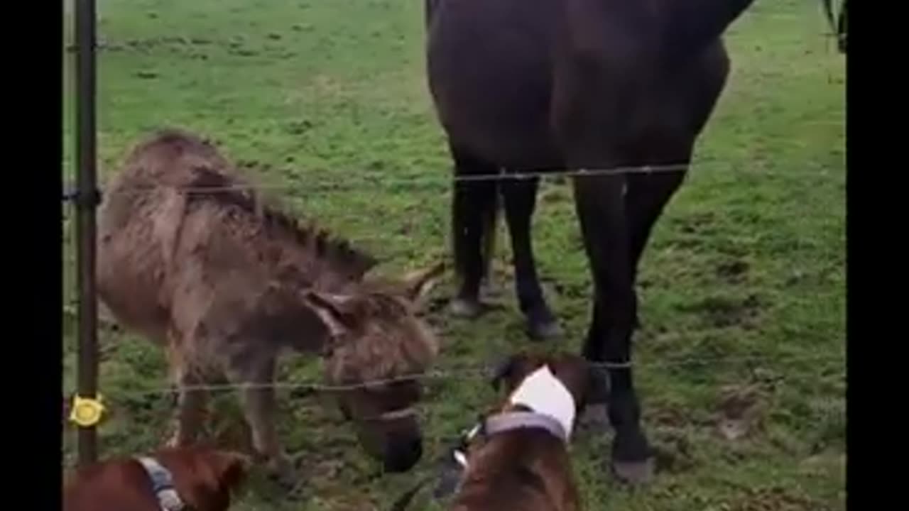 Donkey Laughs As Dog Gets Zapped By Electric Fence 🤣