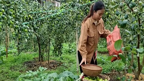 Harvesting Jujube