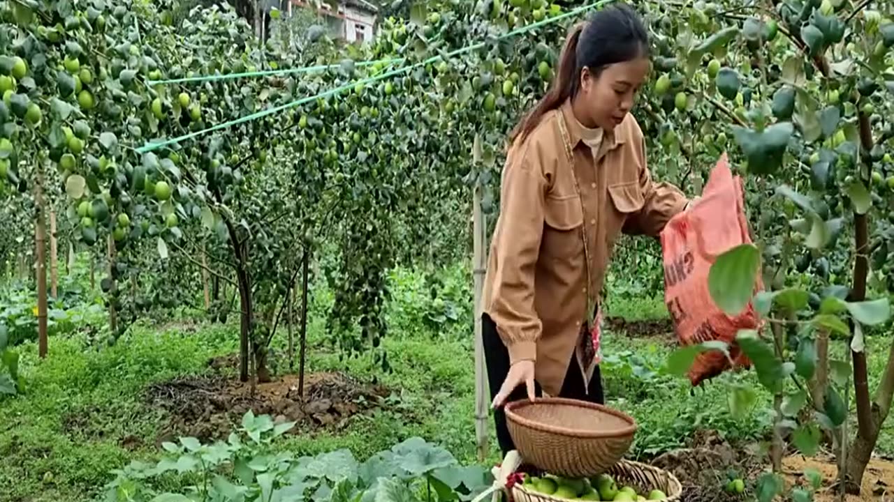 Harvesting Jujube