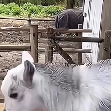 A kidded hit and another down and jumping happily