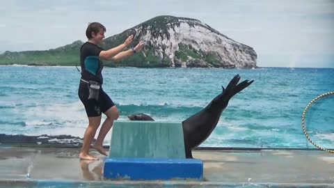 Waimanalo, HI — Sea Life Park Hawaii #2
