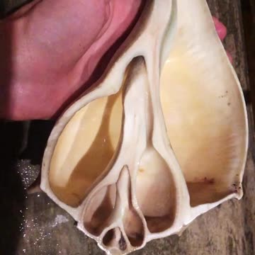 INSIDE A SEASHELL