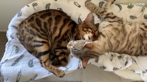 Kitty best friends simultaneously give each other tongue bath