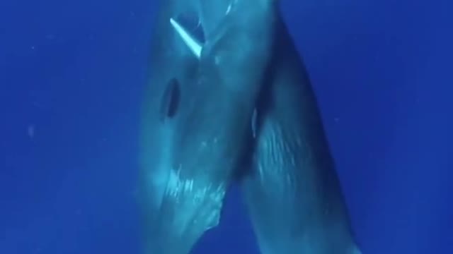 Sperm Whale Cuddles