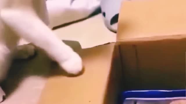 Funny and cute animal video