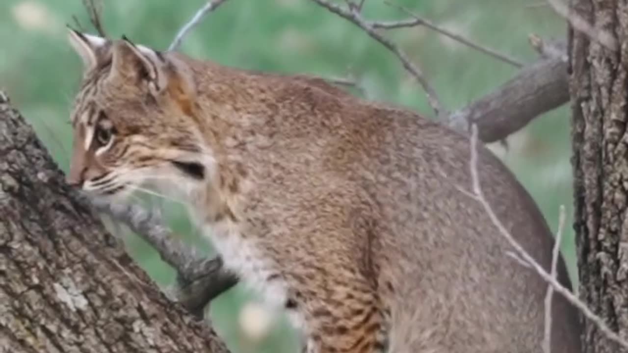 Raccoon Attack Bobcat 😭😭😭😭😭😭😭😭