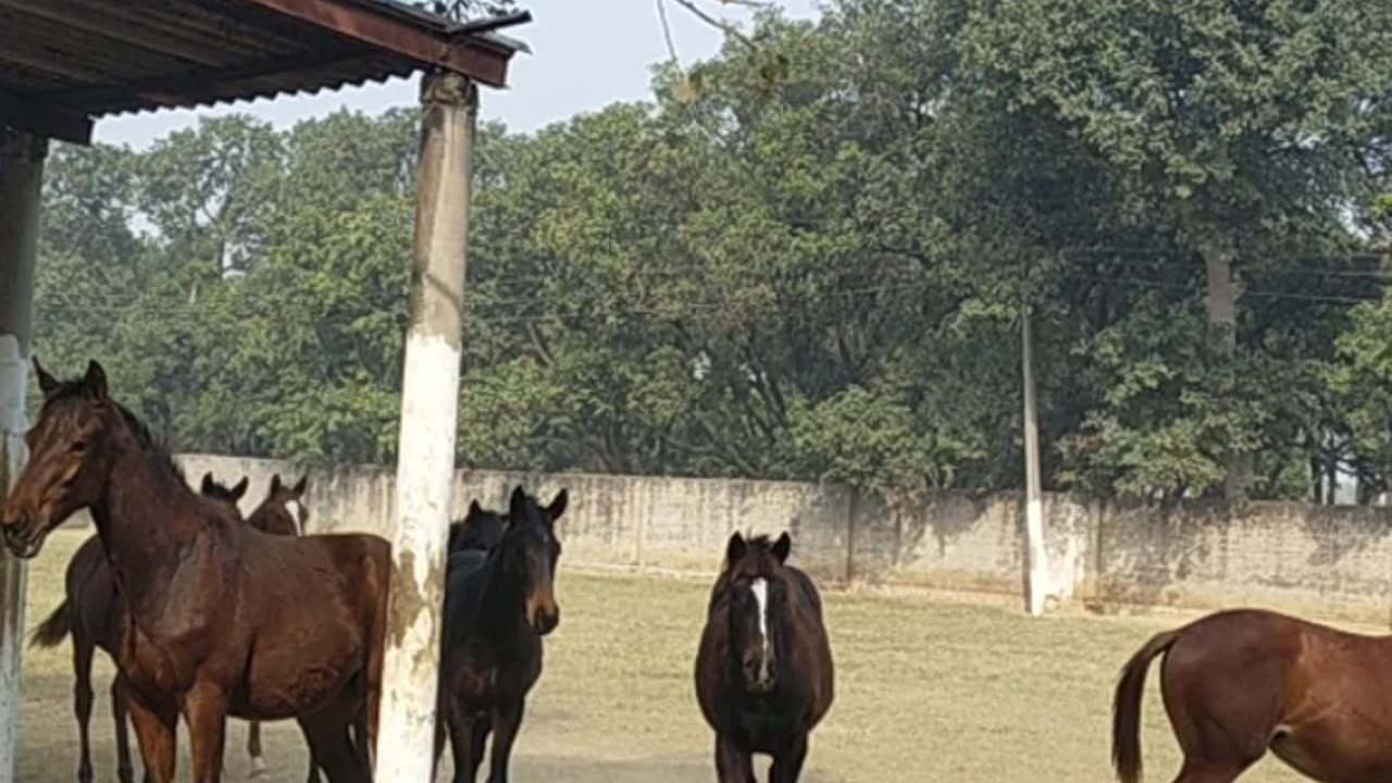 Horse is Running On the Compound with a Kids Baby Horse