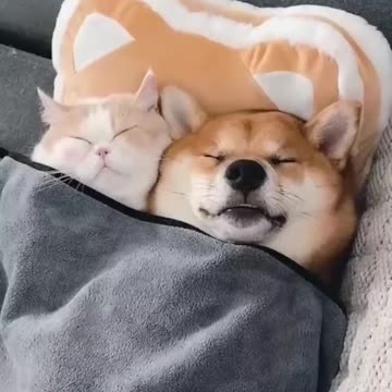 Unlikely BFFs: Hilarious Cat and Dog Friendships!