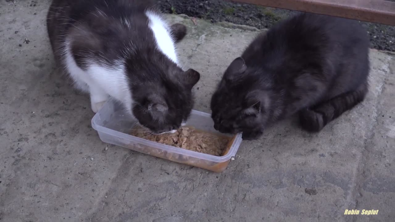 Cute meows of cats in the street