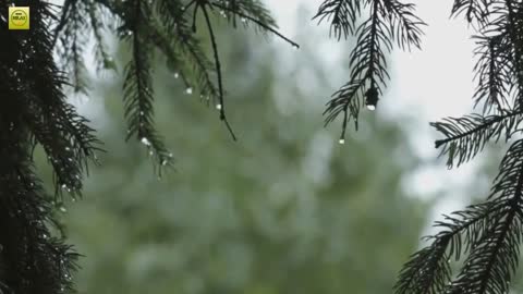 Relaxation Station - 1 Hour Relaxing Music + Raining Sound, Sleep Music, Stress Relief