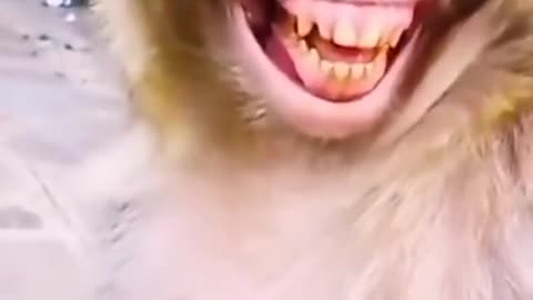 Monkey