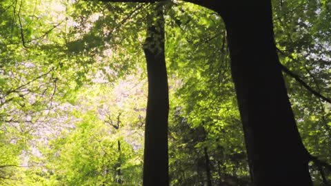 World Amazing Nature Scenery & Relaxing Music