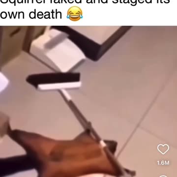 Squirrel Staged And Faked It's own Death 🤣🤣🤣