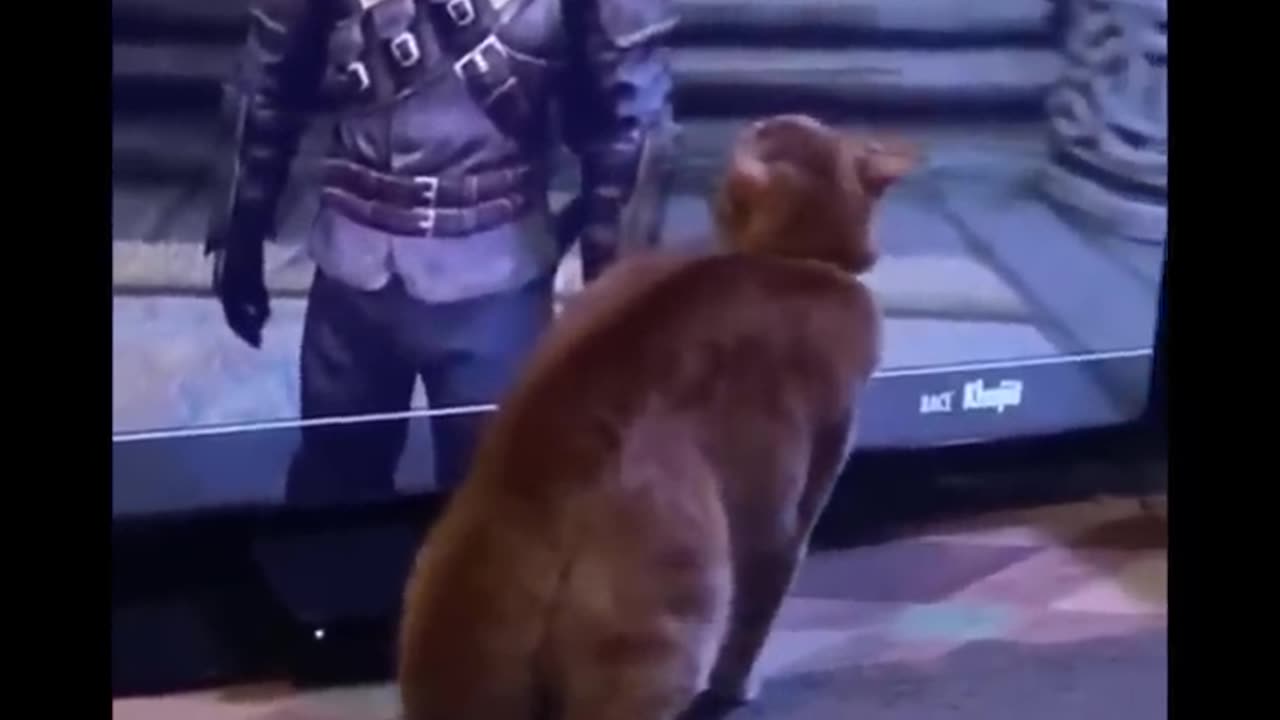 😱 It's To LAUGH When Watching This Video Of The FUNNIEST CATS On Earth 😱 - Funny Cats Life