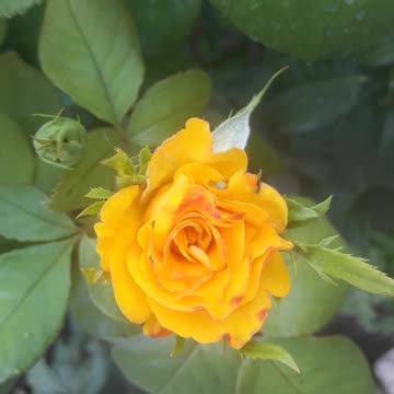 Young yellow rose