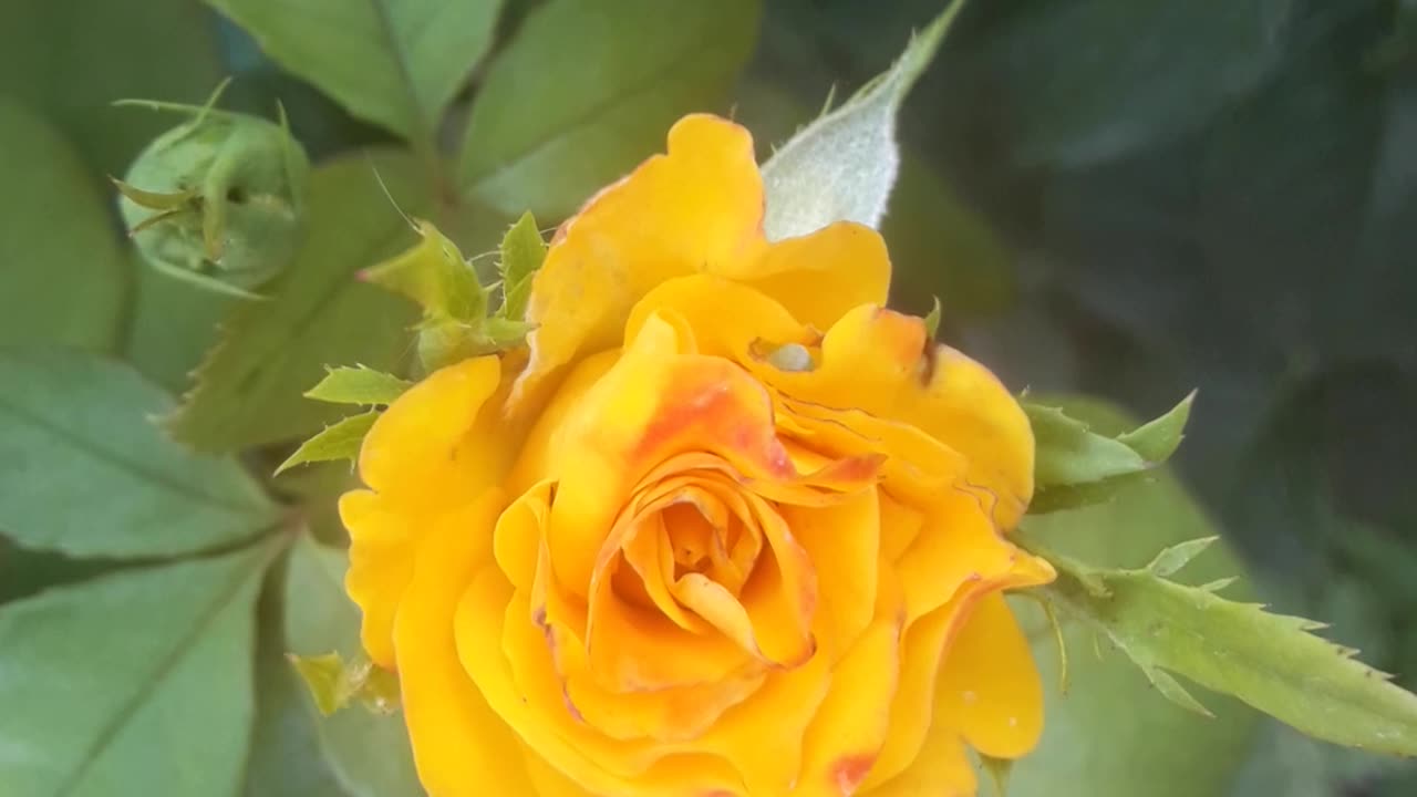 Young yellow rose