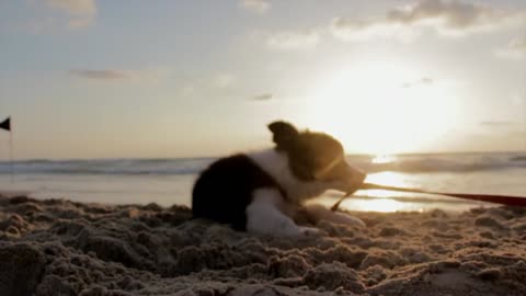 Cute puppy having fun at the beach