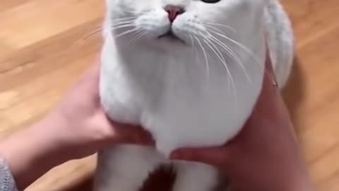 Most Satisfying Funny Cat Video