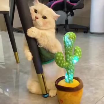 So cute 🥰🙂 cute cat 😺#shorts # cat #fuunny animal 🥺💚✌️💚