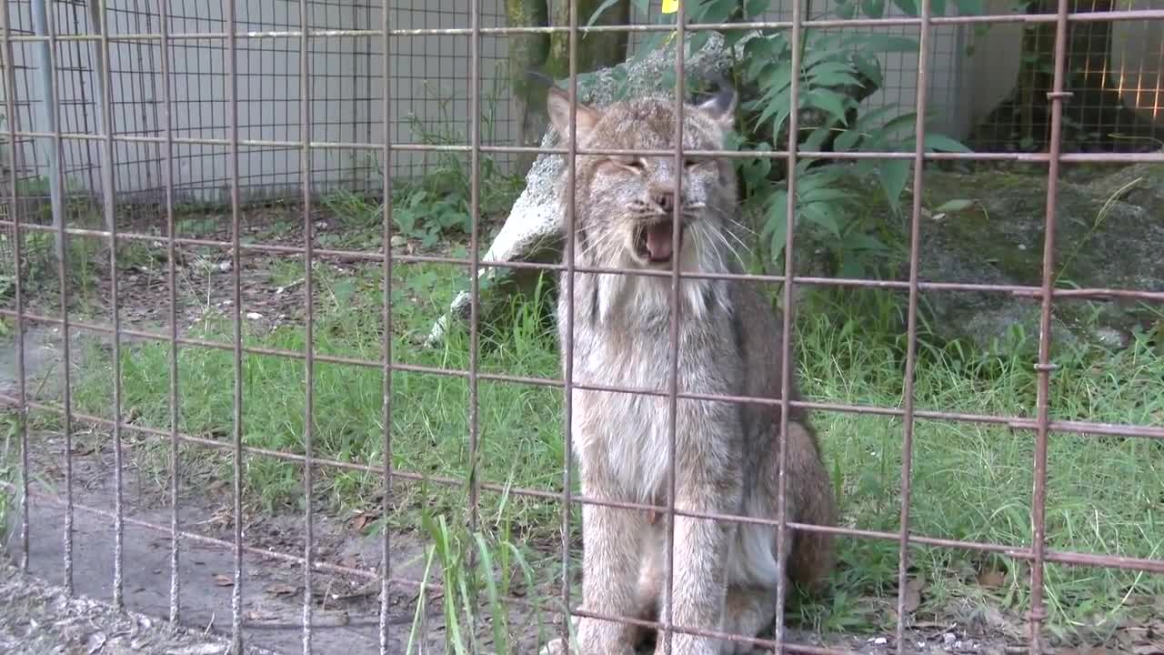 Big Cat Talk! - Roar, Purr, Meow