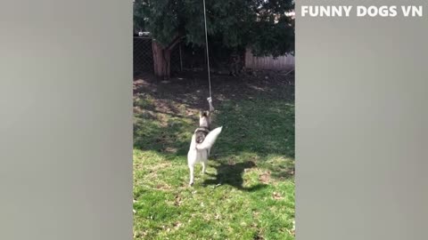 Funniest Animals Video - Funny Dogs And Cats - Try Not To Laugh Animals 2022