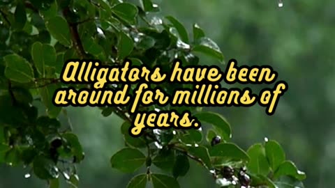 Animal Facts Alligators #shorts