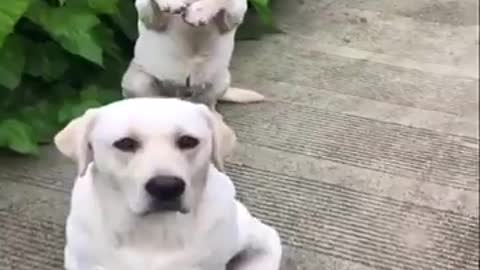 Funniest_Animals__Cutest_video_Ever__Best_Of_The_2022Funny_Animal_Videos.cute_pet