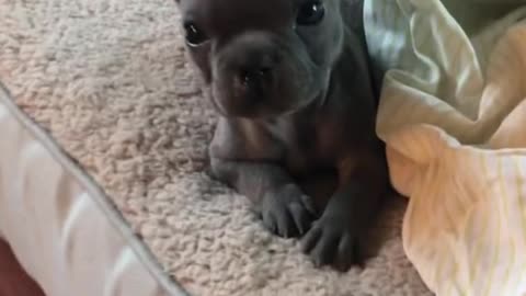 I love this puppy. It looks really good