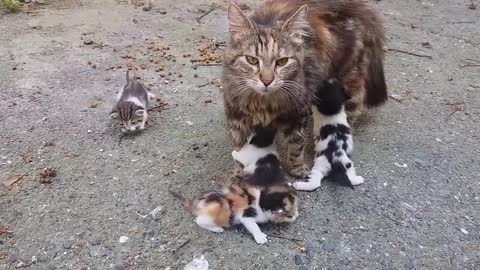 Baby kittens meowing very loudly for mom cat