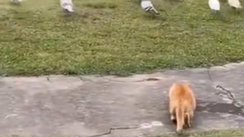 Cat funny video reels Shorts video funny video