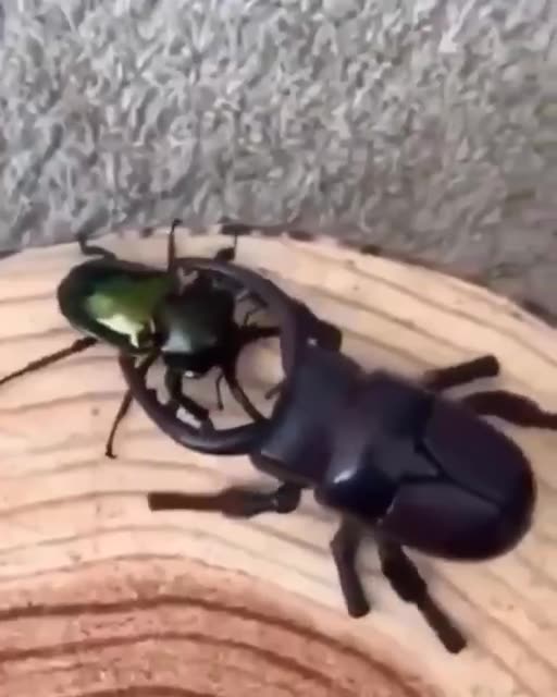 News Break: Real beetle vs robot beetle