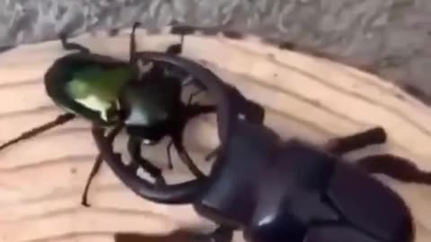 News Break: Real beetle vs robot beetle