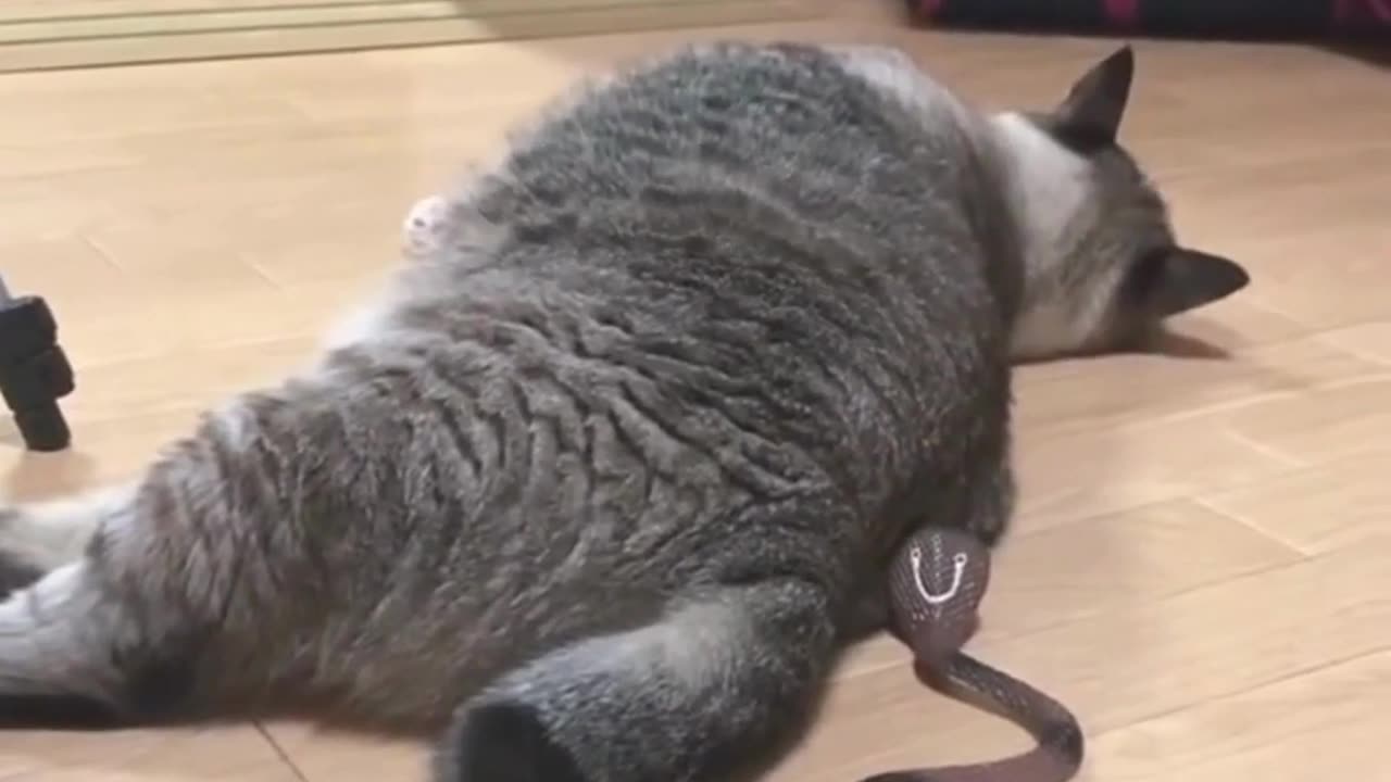 Cat Surprised By Snake